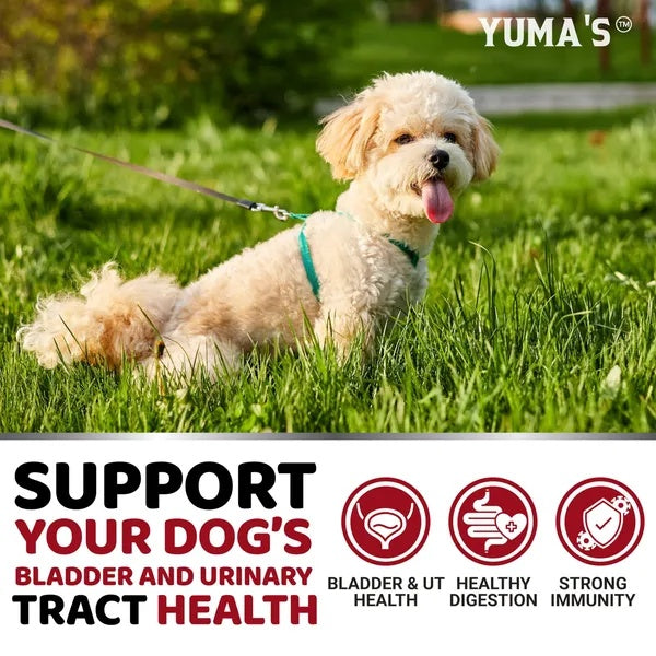 Dog UTI Treatment - Cranberry Supplement for Bladder Control (170 Treats)