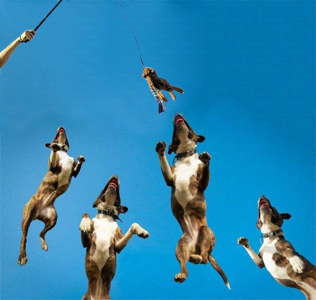 Extendable Dog Teaser Wand - Interactive Flirt Pole Toy
