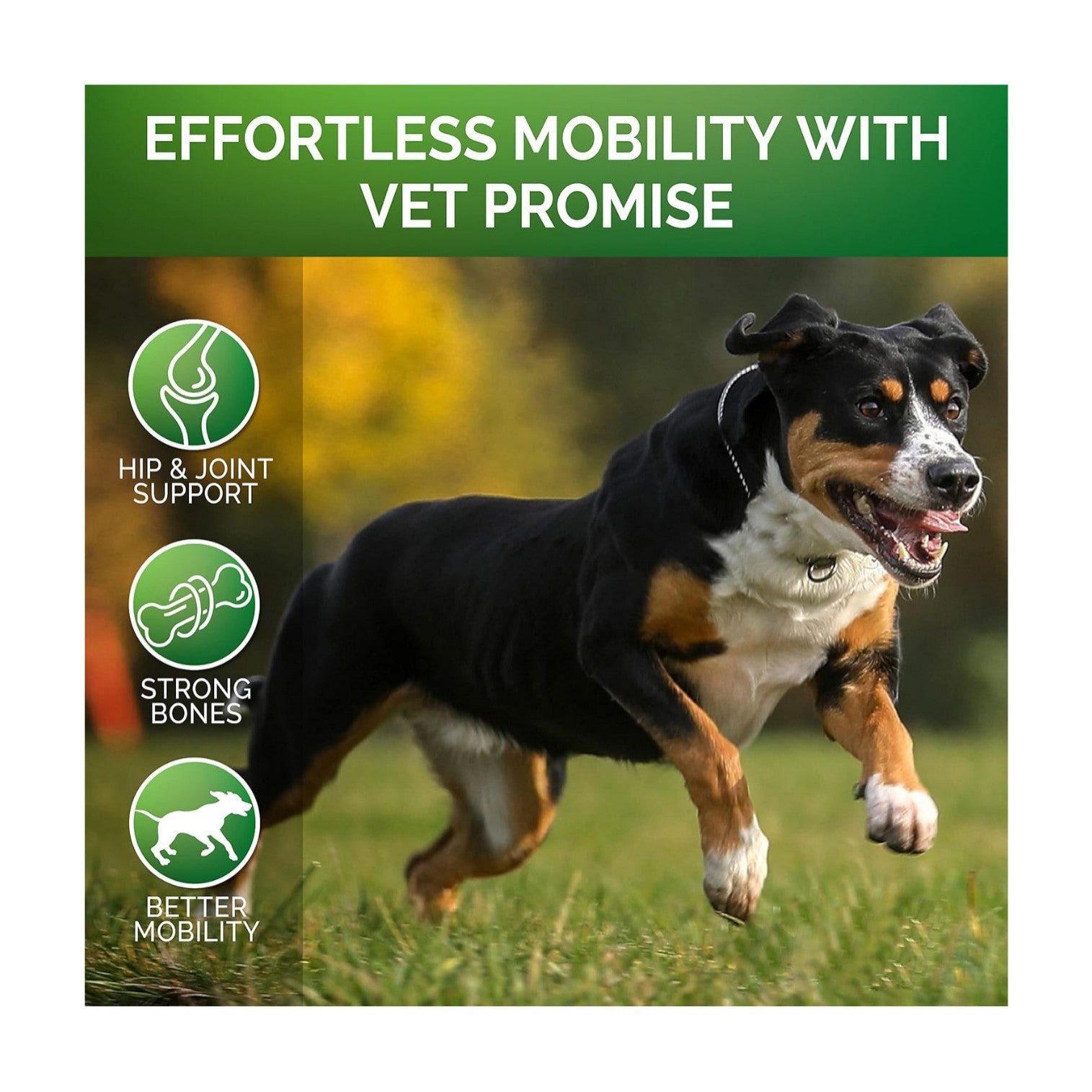 Pet Hip & Joint Support Supplement with Chondroitin – Mobility Formula for Dogs
