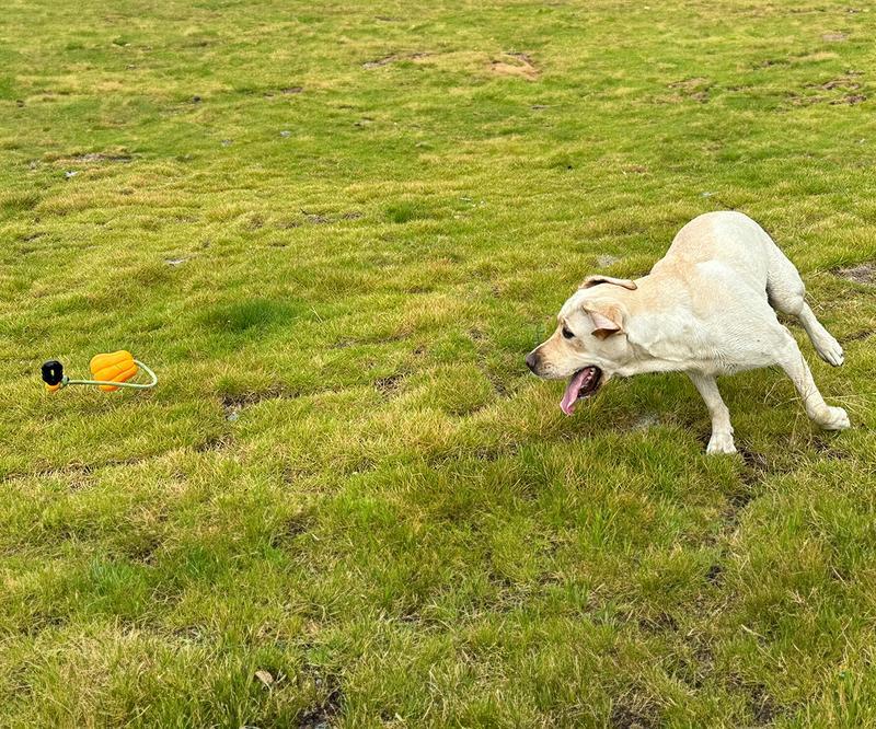 Dog Rope Fetch Toy for Medium & Large Dogs - Tug of War Training Toy
