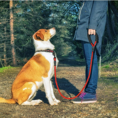 Reflective Nylon Dog Leash for Small, Medium & Large Dogs