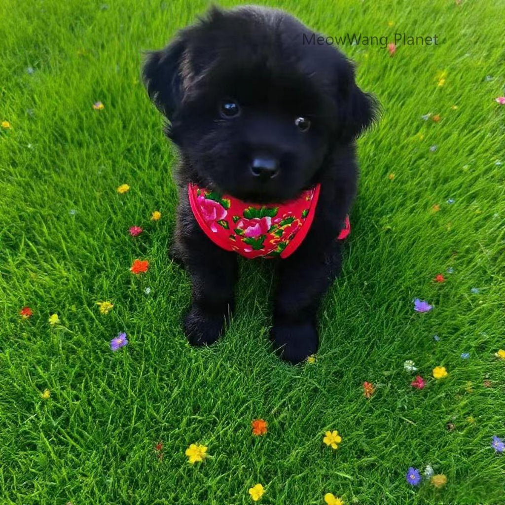 Premium Lightweight Summer Pet Vest - Chinese Floral Design